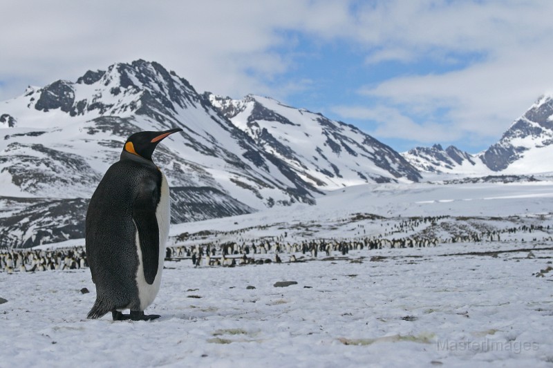IMG_1755c.jpg - King Penguin (Aptenodytes patagonicus)